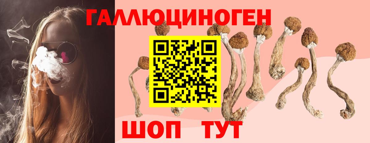 Галлюциногенные грибы Psilocybe Тара